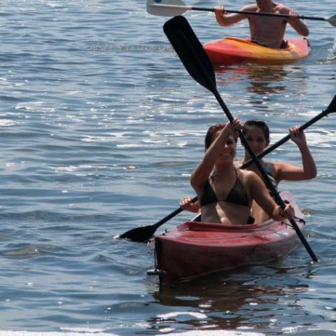 a dog swimming in a body of water