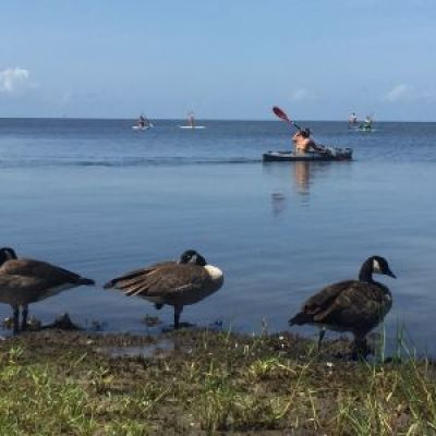 a flock of seagulls standing next to a body of water